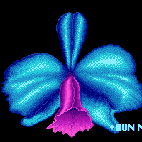 lowres orchid image 8-bit